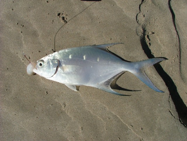 Caught near Lucky Bay